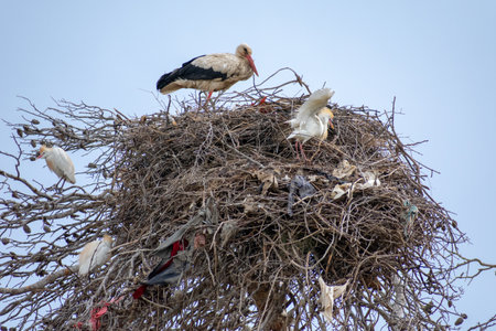 The graceful White Stocks (Ciconia Ciconia) in the nestの写真素材
