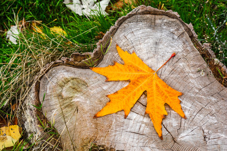 An autumn leaf on tree trunkの写真素材