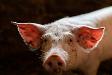 A closeup of a young pig in an old stable.の写真素材