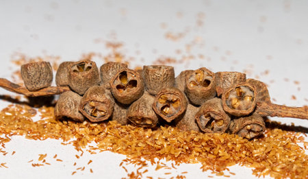 Callistemon is a genus of shrubs in the family Myrtaceae, first described as a genus in 1814. The entire genus is endemic to Australiaの写真素材