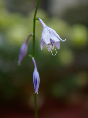 A vertical closeup shot of purple bellflowersの写真素材