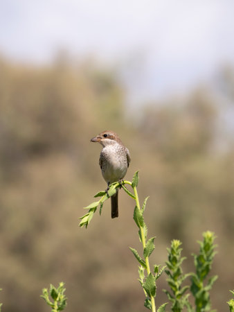 A vertical shot of an adult female Red-Backed Shrike (Lanius collurio)の写真素材
