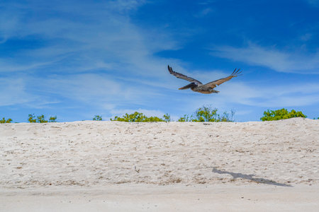 A beautiful shot of a lonely bird flying low on a beach.の写真素材