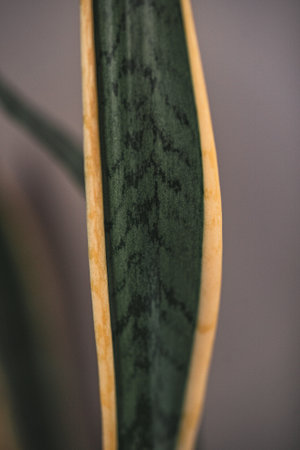 A macro shot of a green sansevieria leafの写真素材