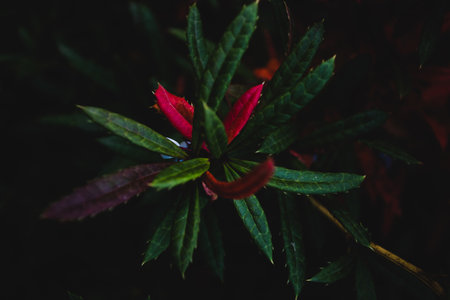 A close-up shot of a red weed branch in the dark.Perfect for wallpaper.の写真素材