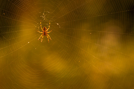 A closeup of a small spider weaving a web on a blurry background
