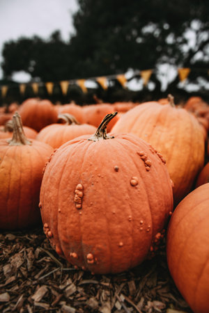 A vertical selective focus of orange pumpkins in a garden on a blurry backgroundの写真素材