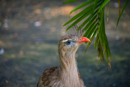 A closeup of the red-legged seriema, also known as the crested cariama and crested seriema.の写真素材