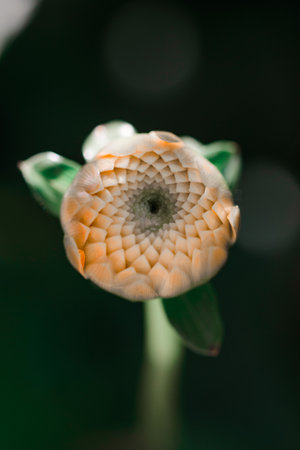 A shallow focus of a  Dhalia bud, orange with a dark blurred backgroundの写真素材