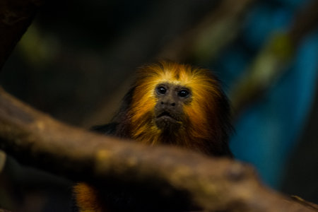 A closeup of the lion tamarin. The maned marmoset, genus Leontopithecus.の写真素材