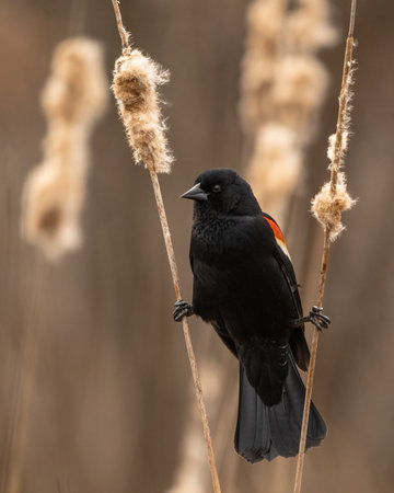 A vertical closeup shot of a beautiful Redwing Blackbird on Cat Tailsの写真素材