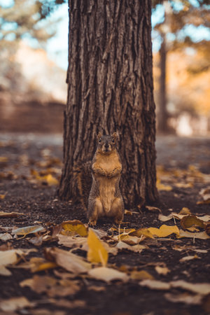 A vertical shot of a funny squirrel looking straight to a camera.の写真素材