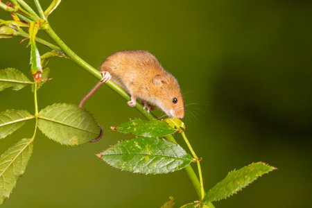 A brown harvest mouse on rosehip branchの写真素材