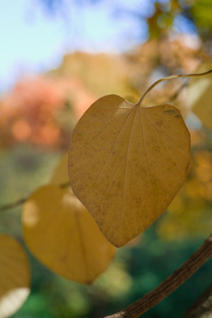 A selective focus shot of yellow leaf