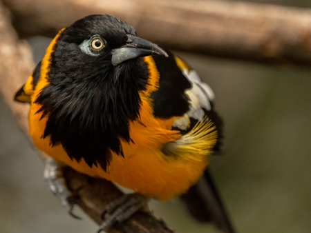 A closeup shot of an icterids bird perched on a branch