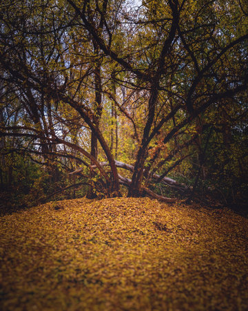 An eerie scenery of an enchanting tree with golden autumn leaves in the woods at fall