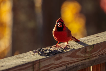 A red Northern Cardinal bird standing on a wooden fence and eating seeds with a blurred backgroundの写真素材