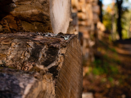 A closeup shot of tree logs in a forest on a blurred background