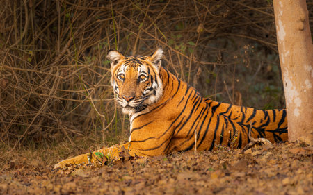 A beautiful orange tiger resting on a field