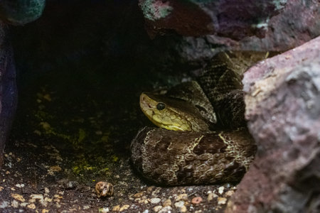 A closeup of the rattlesnake hiding under rocks.
