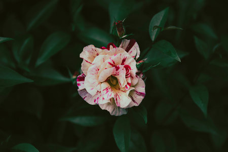 A closeup of the Vanille Fraise rose on dark background.の写真素材