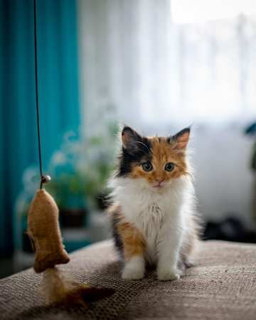 A selective focus shot of an adorable three-colored baby kitten sitting on the couchの写真素材
