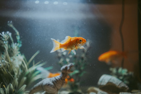 A closeup shot of a goldfish swimming in an aquariumの写真素材