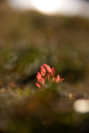 A vertical selective focus shot of red petals on a plantの写真素材