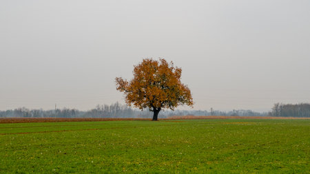 A serene landscape of an autumn tree in green fields on a cloudy dayの写真素材