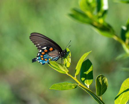 A pipe vine swallowtail butterfly on a plantの写真素材