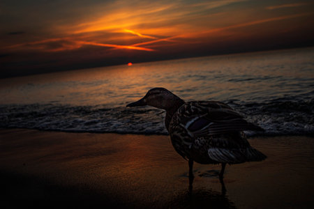 A close-up shot of a beautiful cute mallard duck on a sandy beach of the Baltic sea during the sunsetの写真素材