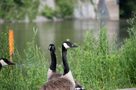 A flock of geese walking by a lakeの写真素材