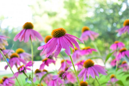 A selective focus shot of purple coneflower in the gardenの写真素材