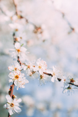 A closeup of a blossomed almond tree branchの写真素材
