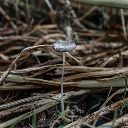A closeup of the growing small white wild mushroom in the woods