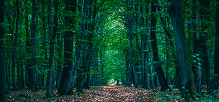A bright summer day in the woods with greenery surrounding the areaの写真素材