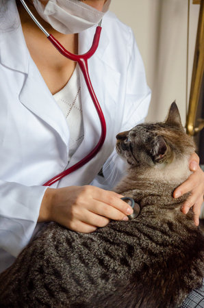 A vertical shot of a veterinarian examining a cat with a stethoscope in the clinicの写真素材