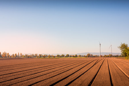 The agricultural land field surrounded with Autumn treesの写真素材