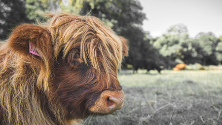 A closeup of the Highland calf in the meadow. Scotland.の写真素材