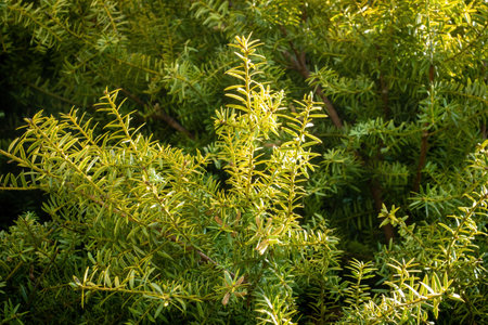 Close up view of Podocarpus Totara tree leaves