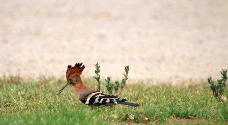 A Hoopoe looking for food during a hot summer afternoon on the banks of the Omaruru Riverの写真素材