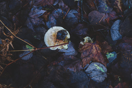 A top view closeup of dark blue leaves on the ground at the forestの写真素材