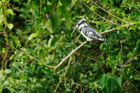 A closeup shot of a Pied kingfisher bird perched on the branchの写真素材