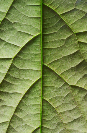 A vertical shot of a green leaf textureの写真素材