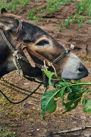 A closeup of a donkey eating greens on the fieldの写真素材