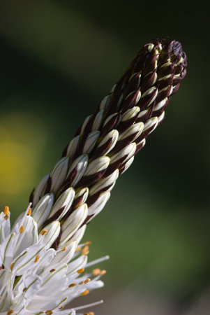 A closeup shot of a asphodel on a blurred backgroundの写真素材
