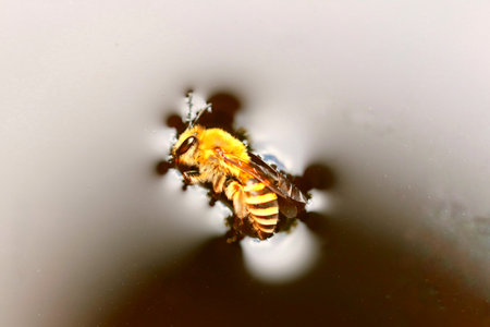 A closeup of a small bee swimming in a liquidの写真素材