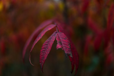 A closeup of red autumn leaves in a park