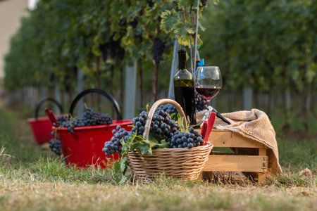 The freshly picked Corvina grapes with bottle and glass of wine in the vineyard