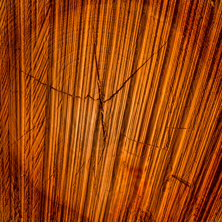 A closeup shot of a ring of a wooden log